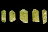 Five Yellow Apatite Crystals (over ) - Morocco #143084-1